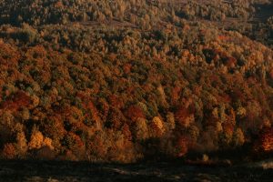 aerial photo of forest in fall